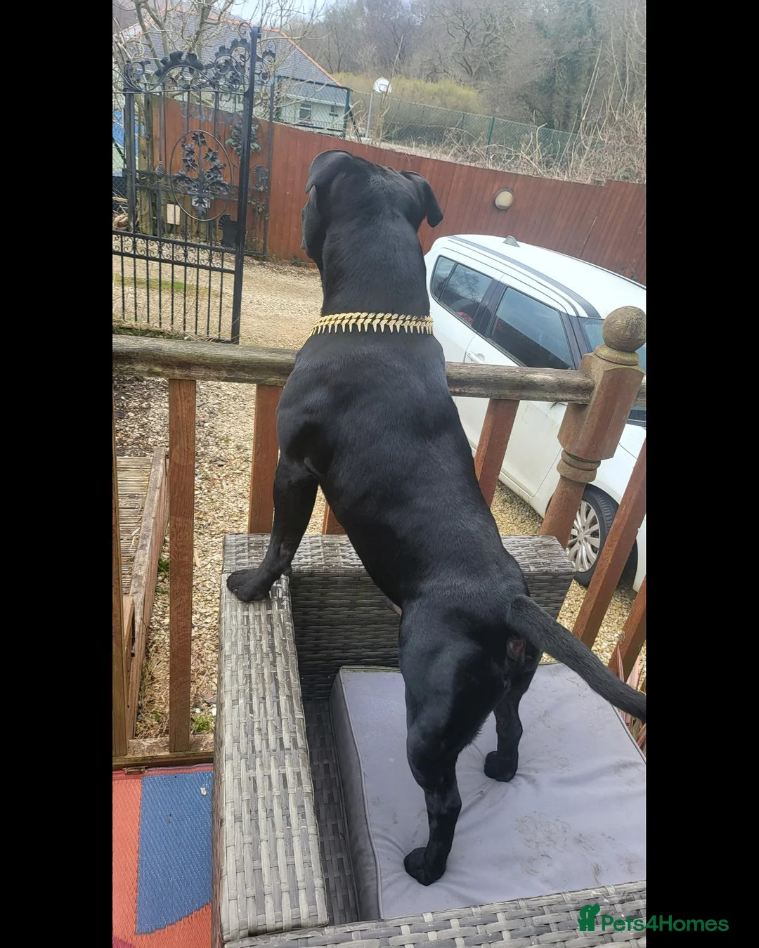 Staffordshire Bull Terrier dogs for stud: KENZDUO PENNE   CALL NAME ZEUS - Advert 4
