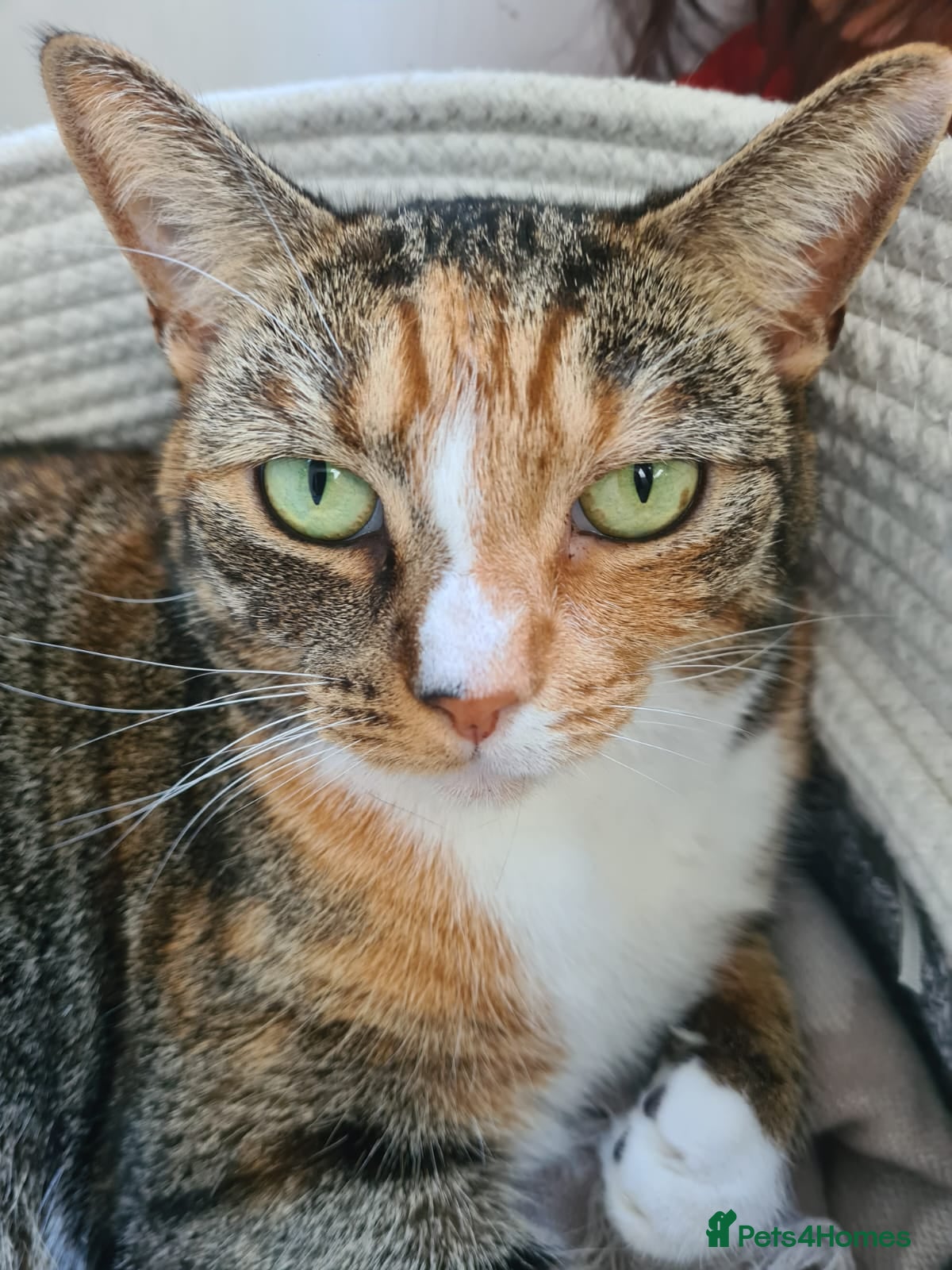 Mixed Breed cats Indoor female cat - Advert 3