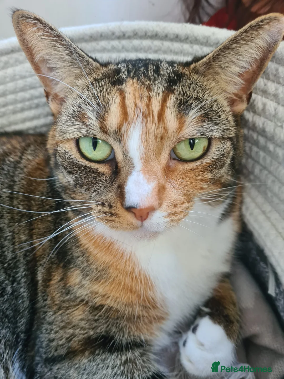 Mixed Breed cats for sale: Indoor female cat - Advert 1