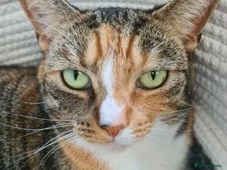 Mixed Breed cats Indoor female cat - Advert 3