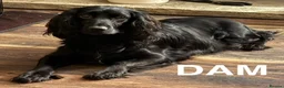 Cocker Spaniel dogs for sale: READY NOW Working (type) Cocker Spaniels KC Reg - Advert 10