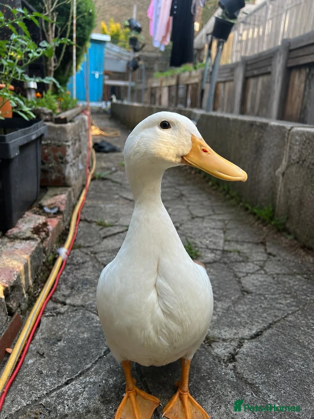 Ducks poultry for sale: Female White Duck - Advert 1