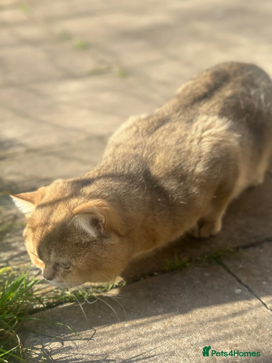 British Shorthair cats for sale: Beautiful Golden Tipped Male - Advert 4