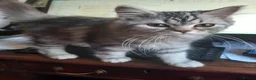 Siberian cats for sale: Absolutely Fabulous Kittens - Advert 11