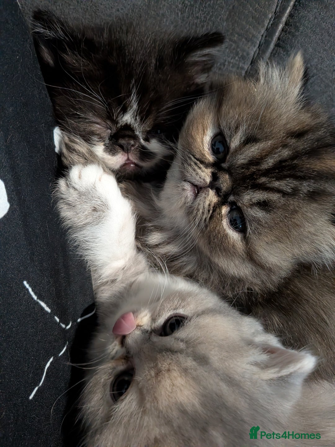 Exotic cats for sale: Beautiful Exotic kittens  - Advert 17