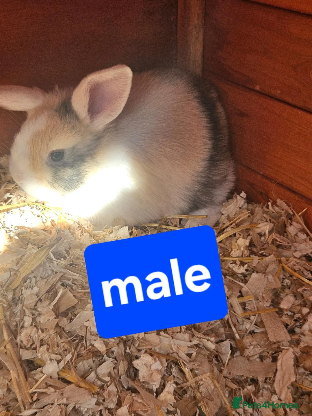 Mixed Breed rabbits for sale: Mini lops  and mini lopx dutch  - Advert 1