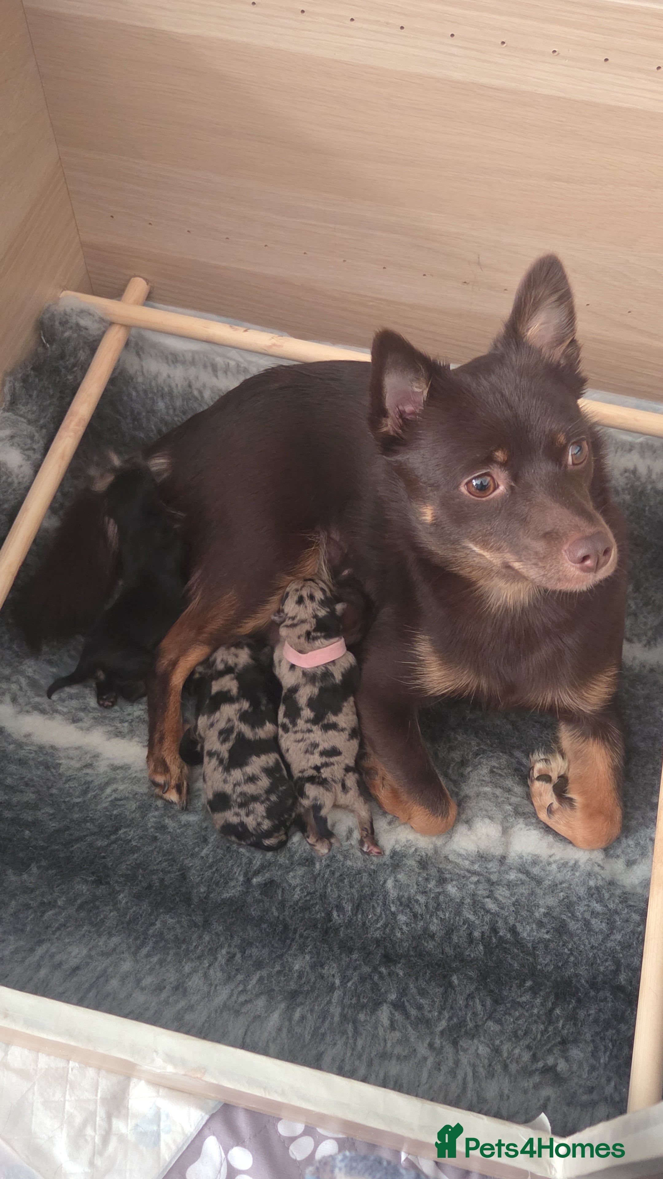 Mixed Breed dogs 4 Beautiful Pups Ready to Reserve - Advert 3