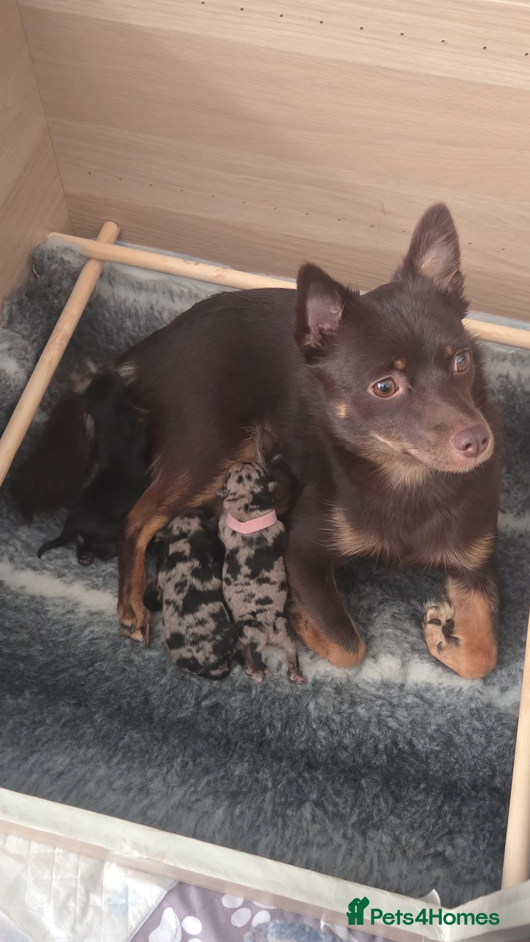 Mixed Breed dogs for sale: 4 Beautiful Pups Ready to Reserve - Advert 1