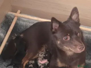 Mixed Breed dogs 4 Beautiful Pups Ready to Reserve - Advert 5