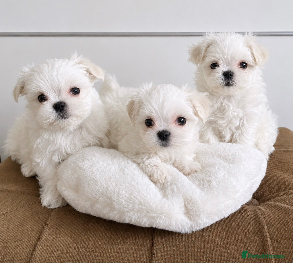 Maltese dogs Beautiful Maltese puppies home raised & socialised - Advert 15
