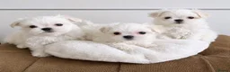 Maltese dogs for sale: Beautiful Maltese puppies home raised & socialised - Advert 1