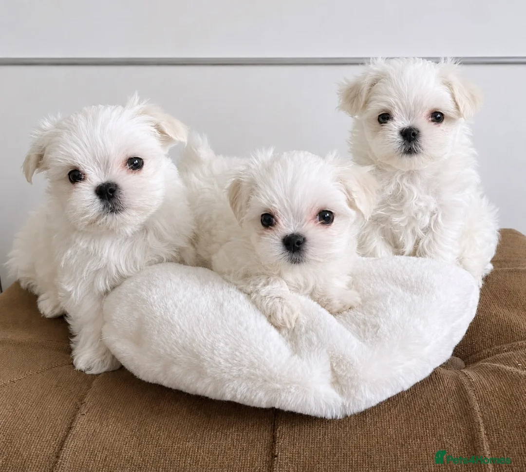 Maltese dogs for sale: Beautiful Maltese puppies home raised & socialised - Advert 1