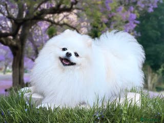 Pomeranian dogs Top quality WHITE Pomeranian ukr x korea x rusk KC - Advert 11