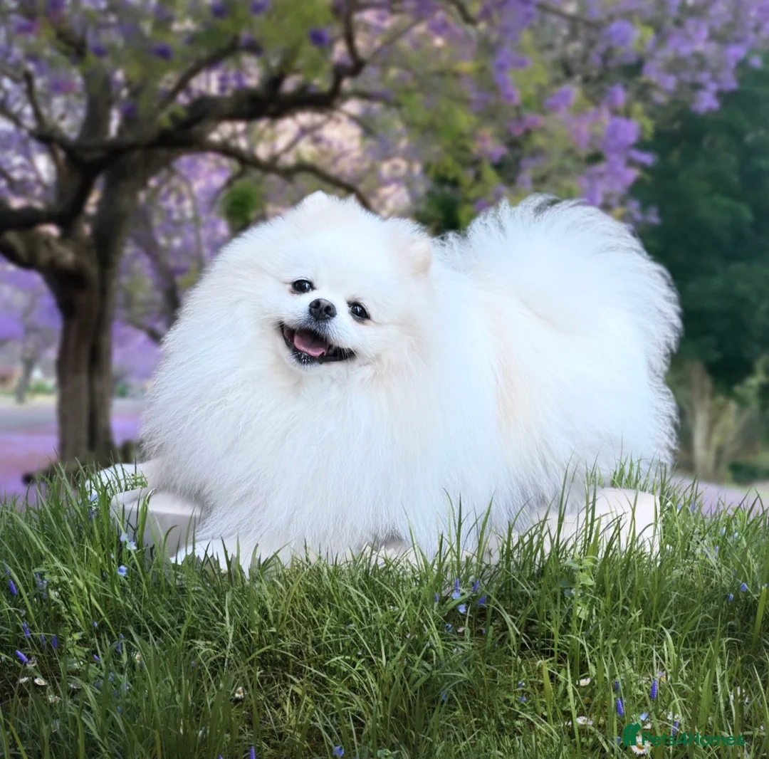 Pomeranian dogs for stud: Top quality WHITE Pomeranian ukr x korea x rusk KC - Advert 1