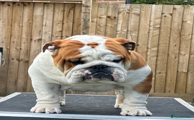 English Bulldog dogs - Advert 1