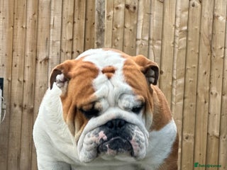 English Bulldog dogs - Advert 9