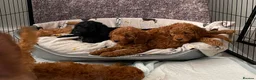 Cockapoo dogs for sale: STUNNING HEALTH CLEAR COCKAPOO PUPPIES  - Advert 6