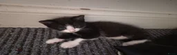 Mixed Breed cats for sale: 8 week old beautiful kittens in Didcot - Advert 3