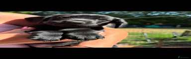Labrador Retriever 4