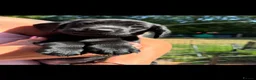 Labrador Retriever dogs for sale: Labrador's  in Chesterfield - Advert 16