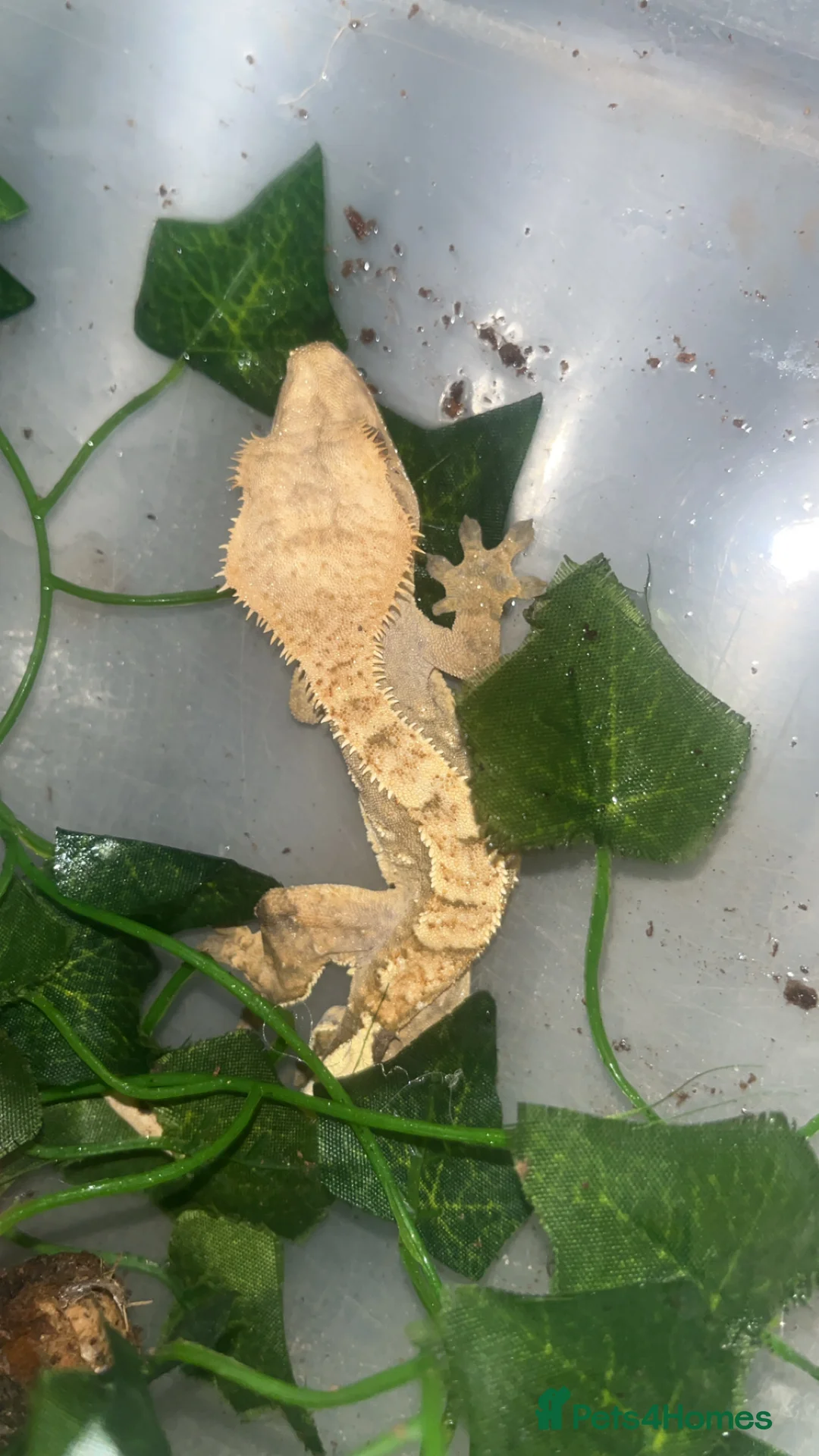 Gecko reptiles for sale: Crested gecko - Advert 3