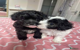 Maltipoo dogs for sale: Maltipoo puppies for sale  - Image 1