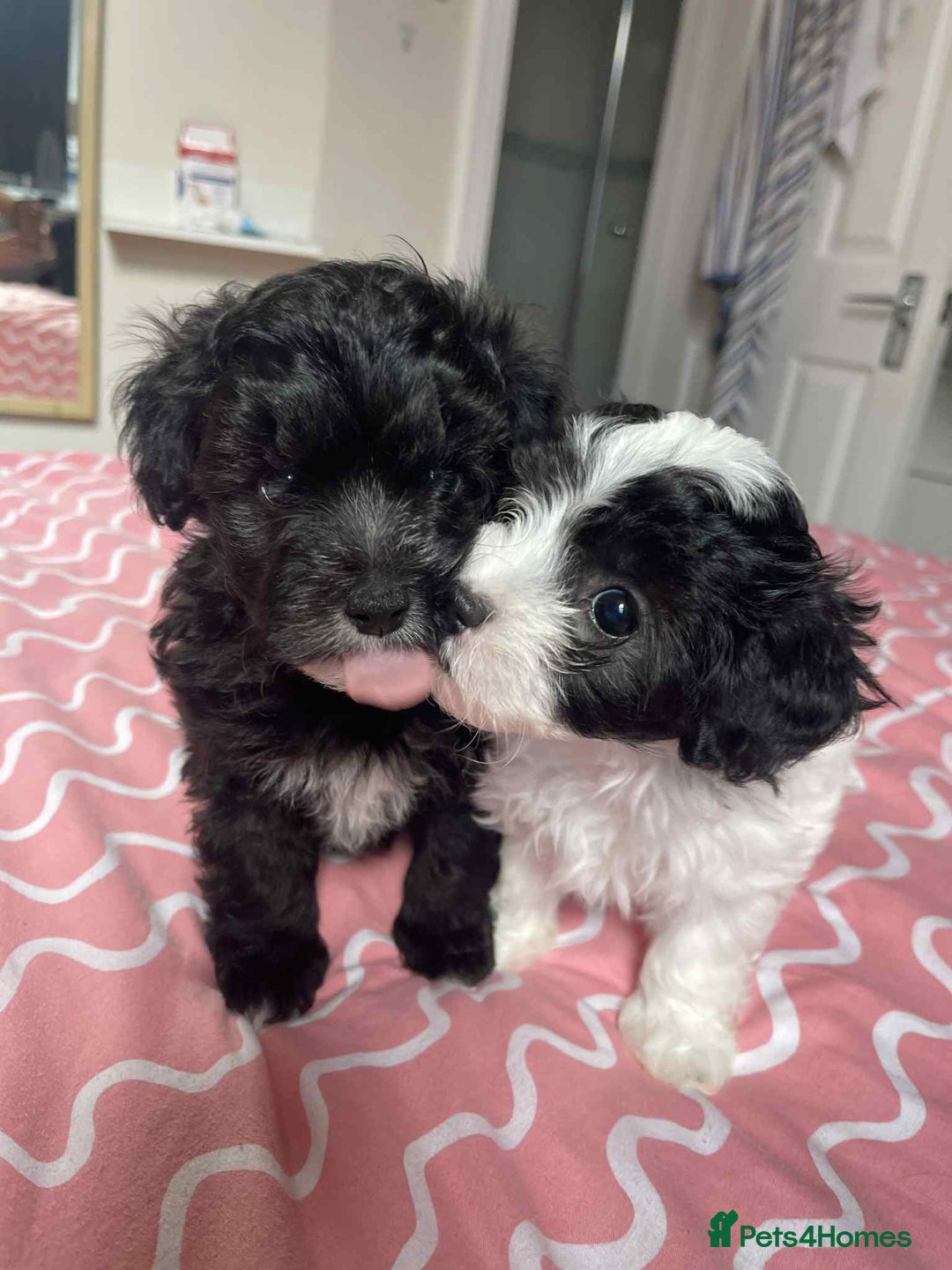 Maltipoo dogs for sale: Maltipoo puppies for sale  - Image 1