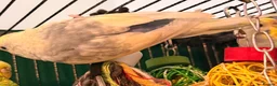 Budgerigars birds for sale: Sold Young Bonded  —  rainbow 🌈 & white albino  - Advert 9