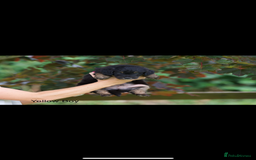 Bordoodle dogs for sale: GOLD STANDARD HIGH HEALTH COLLIPOO PUPPIES 🌟 - Image 13