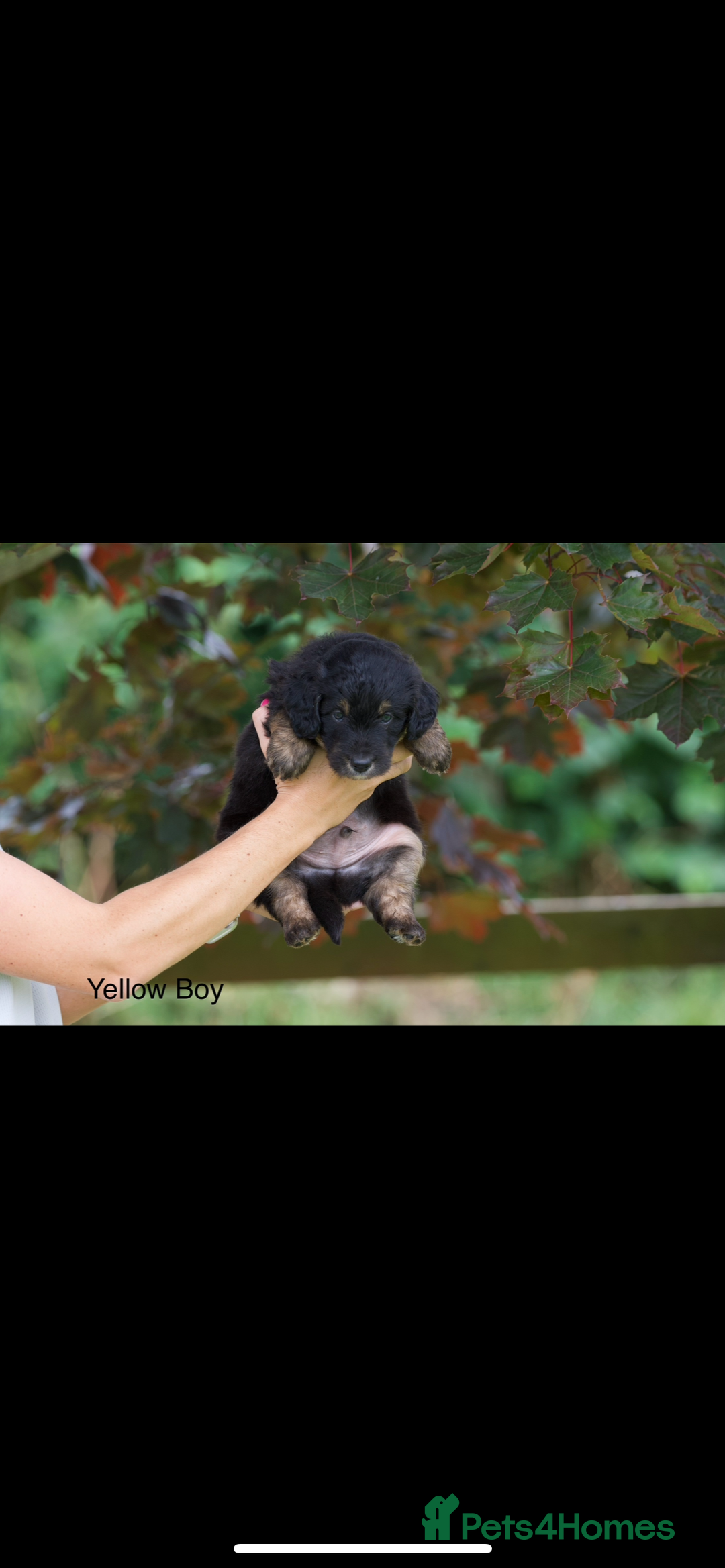 Bordoodle dogs for sale: GOLD STANDARD HIGH HEALTH COLLIPOO PUPPIES 🌟 - Image 13