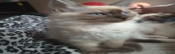 Ragdoll cats for sale: Beautifull ragdoll - Advert 9