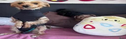 Yorkshire Terrier dogs for sale: Yorkshire Terrier Puppies 10 Weeks  - Advert 8