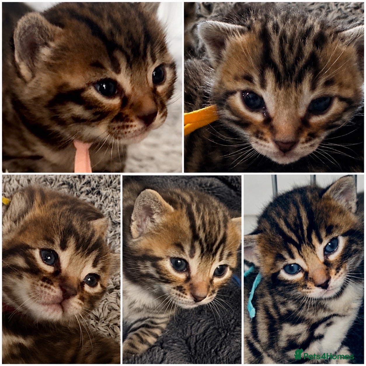 Bengal cats ✨ Beautiful Bengal Kittens-READY NOW!✨ - Advert 10