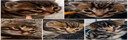 Bengal cats for sale: ✨ Beautiful Bengal Kittens-READY NOW!✨ - Advert 1
