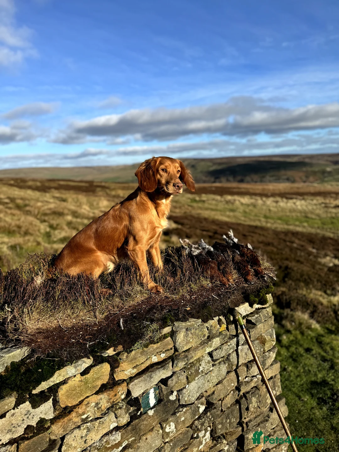 Cocker Spaniel dogs for stud: Outstanding OFTW Red Cocker, FULLY HEALTH TESTED in Bristol - Advert 3