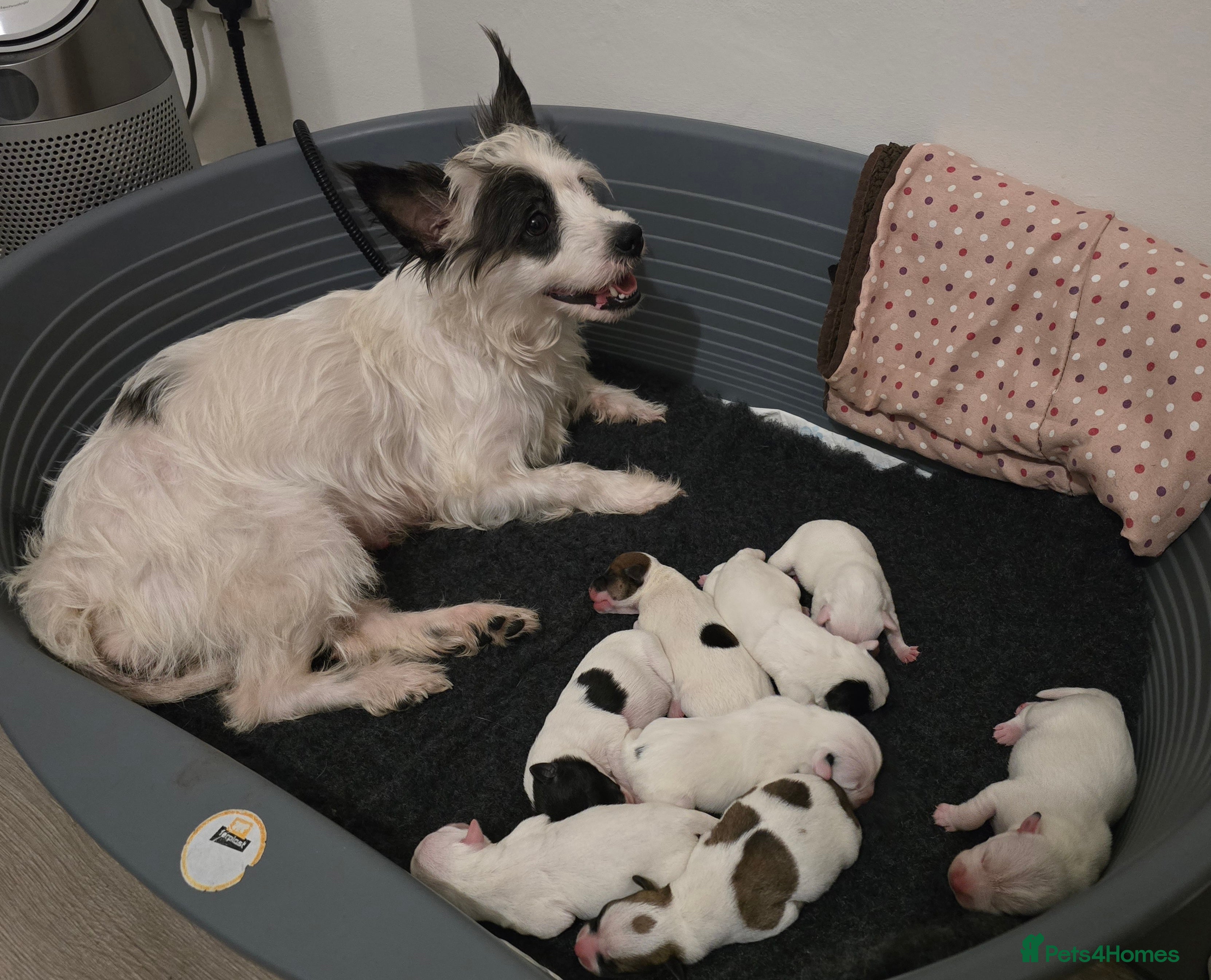 Jack Russell dogs Jack russel boys in Swanscombe - Advert 1