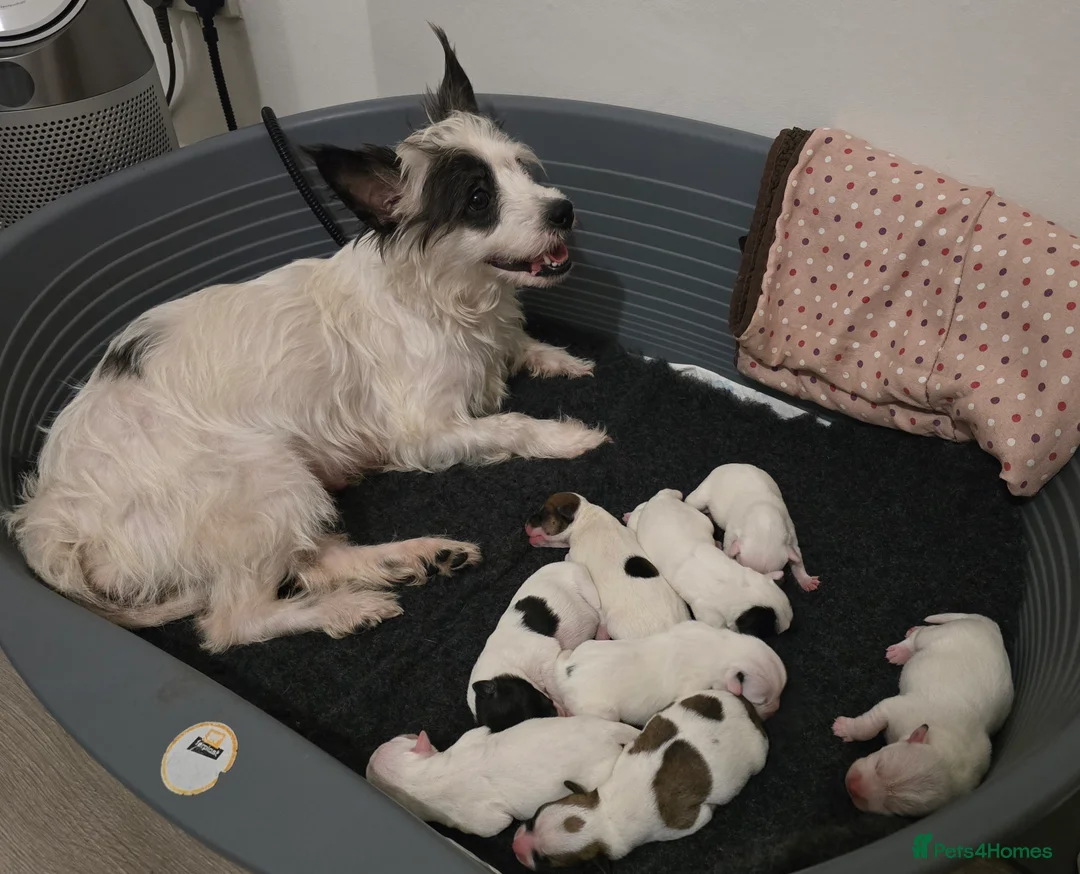 Jack Russell dogs for sale: Jack russel boys in Swanscombe - Advert 1