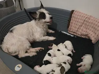 Jack Russell dogs Jack russel boys in Swanscombe - Advert 1