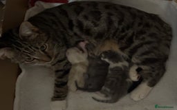 Mixed Breed cats for sale: mixed breed male cat - Image 3