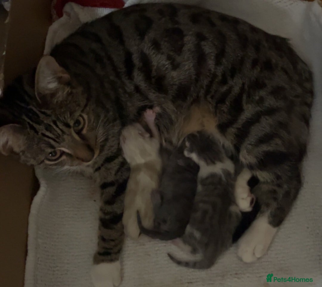 Mixed Breed cats for sale: mixed breed male cat - Image 3