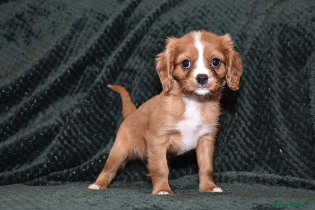 Cavalier King Charles Spaniel dogs for sale: Two Cavalier King Charles Spaniel Females - Advert 15