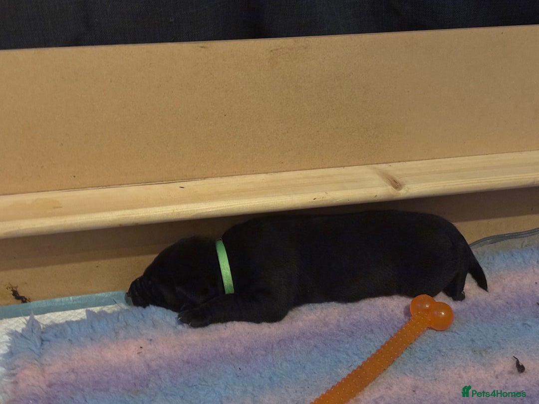 Mixed Breed dogs for sale: 1/4 Dalmatian x 3/4 Labrador  - Advert 11