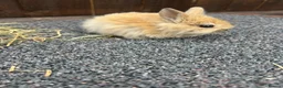 Mixed Breed rabbits for sale: Baby bunnies  - Advert 18