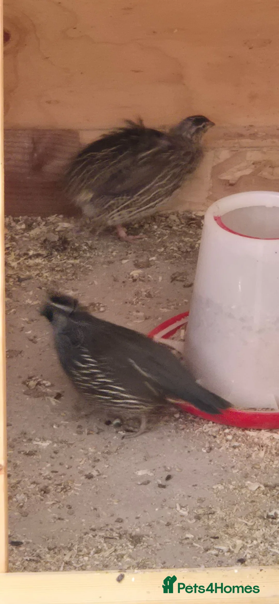 Mixed Breed birds for sale: California quails chicks  - Advert 7