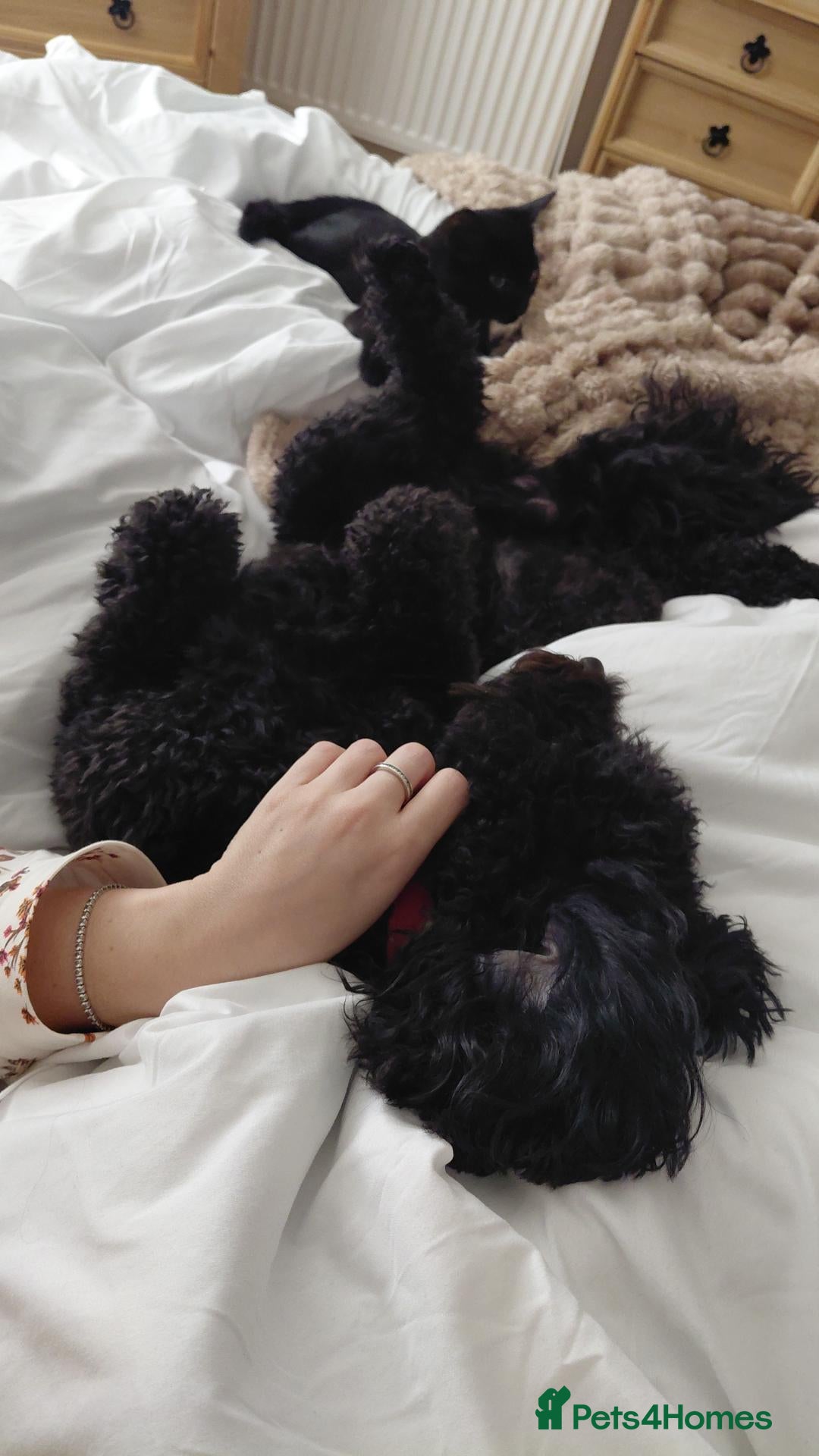 Cockapoo dogs Male 18month cockapoo - Advert 1