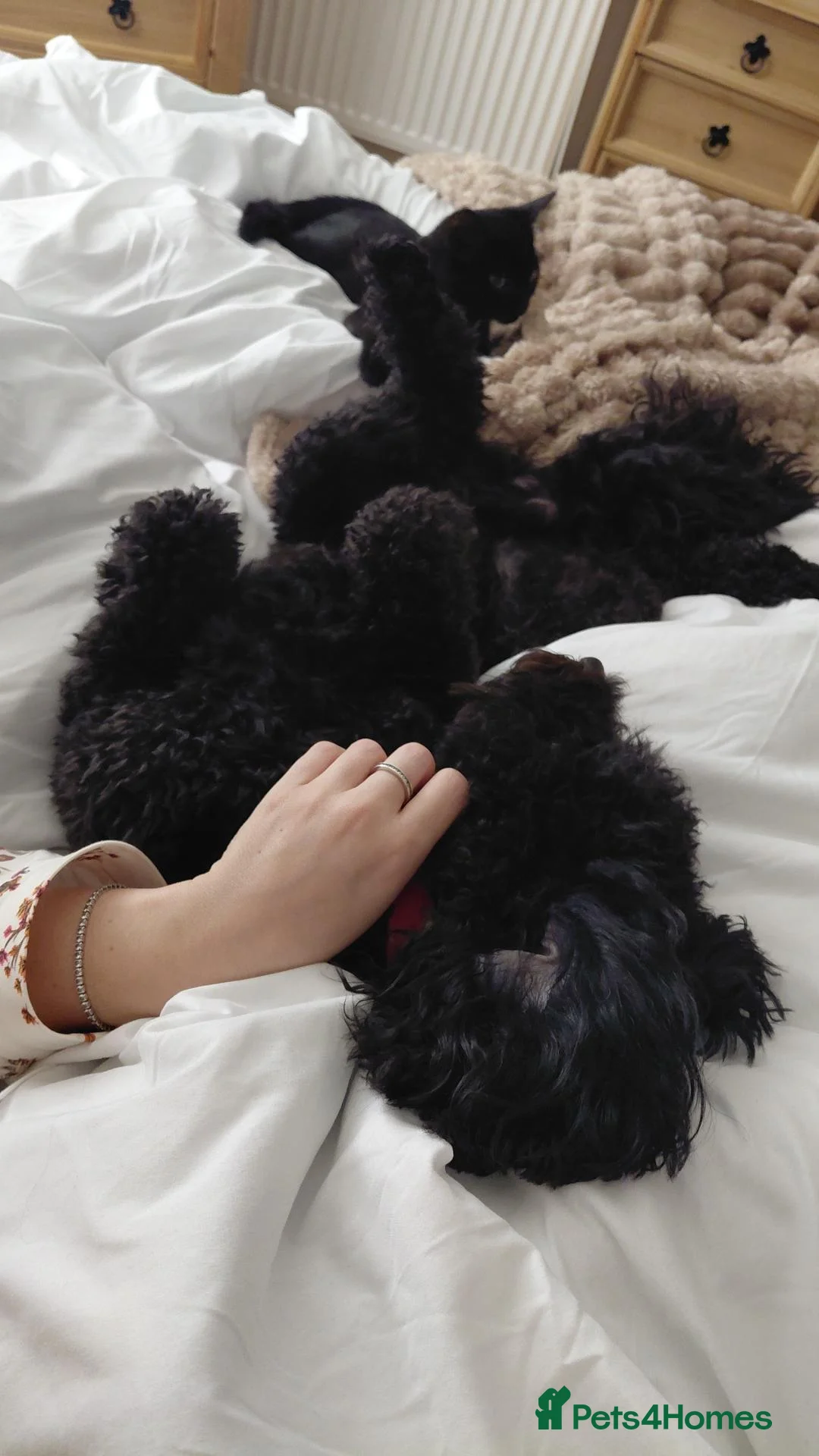 Cockapoo dogs for sale: Male 18month cockapoo - Advert 1