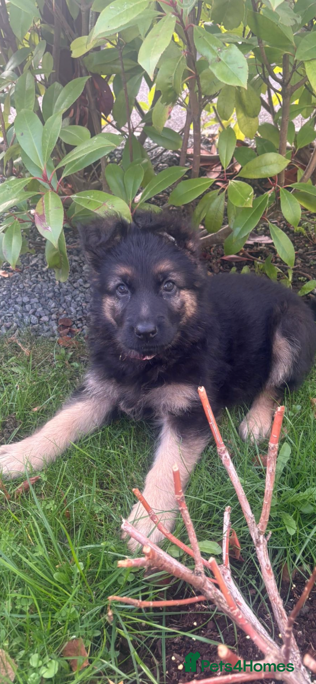 German Shepherd dogs for sale: KC Reg. Amazing Beautiful Girls Awaiting A Home ❤️ - Image 12