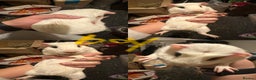 Guinea Pig rodents for sale: Lovely and friendly guinea pigs - Advert 6