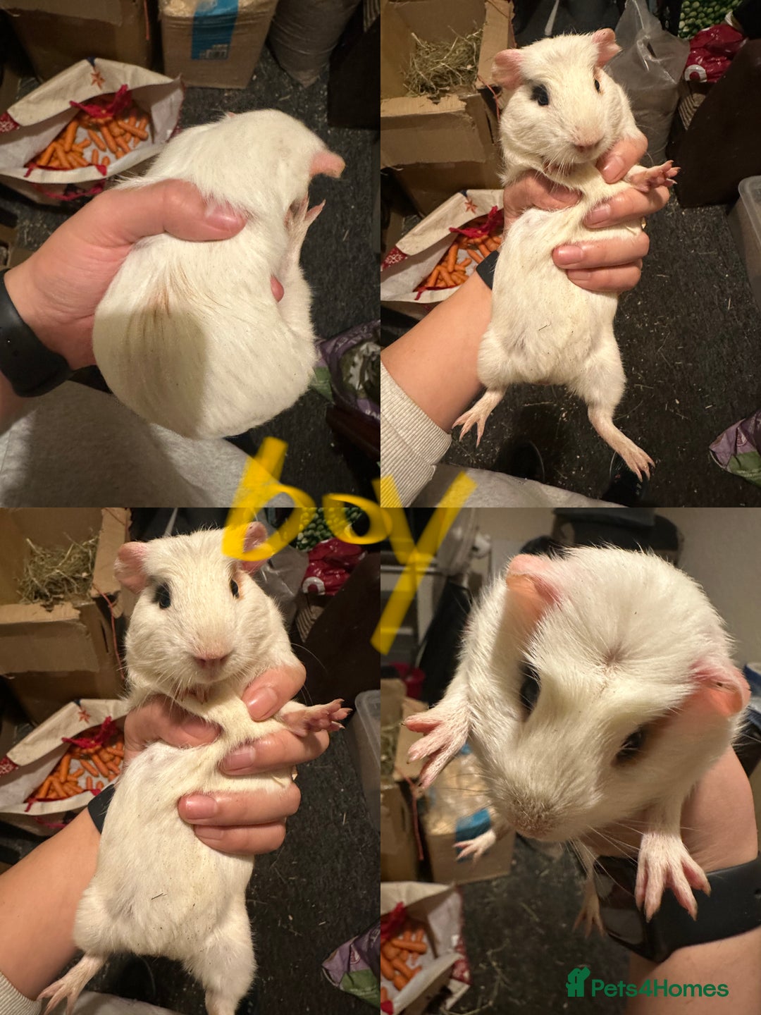 Guinea Pig rodents for sale: Lovely and friendly guinea pigs - Advert 6