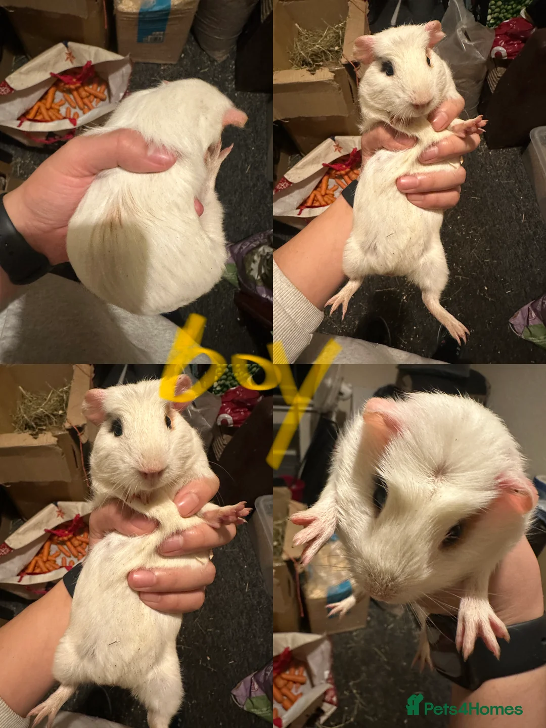 Guinea Pig rodents for sale: Lovely and friendly guinea pigs - Advert 6